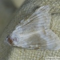 Meganola albula