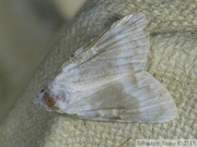 Nolidae