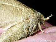 Macrothylacia rubi, le Bombyx de la ronce