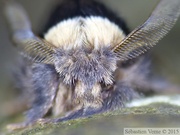 Poecilocampa populi, le Bombyx du peuplier, mâle