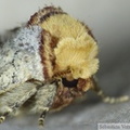 Phalera bucephala 1.jpg
