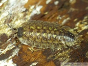 Porcellio spinicornis