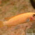 Labeotropheus trewavasae "Thumbi West", jeune femelle