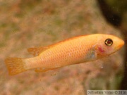 Labeotropheus trewavasae "Thumbi West", jeune femelle