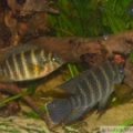 Coelotilapia joka