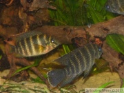 Coelotilapia joka