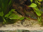 Benitochromis nigrodorsalis "Moliwe", femelle avec alevins