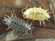 Philoscia muscorum