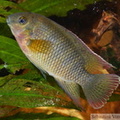 Coelotilapia joka, femelle