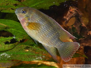 Coelotilapia joka, femelle