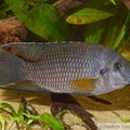 Coelotilapia joka, mâle