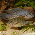 Coelotilapia joka, couple