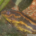 Synodontis flavitaeniatus