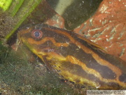 Synodontis flavitaeniatus