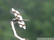 Libellula forensis, mâle