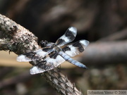 Libellula forensis