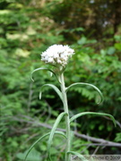 Anaphalis margaritacea Neuschnee, Immortelle d argent, Western pearly everlasting