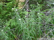 Anaphalis margaritacea Neuschnee, Immortelle d argent, Western pearly everlasting