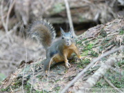 Tamiasciurus douglasii, Douglas Squirrel, Ecureuil de Douglas