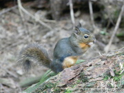 Tamiasciurus douglasii, Douglas Squirrel, Ecureuil de Douglas