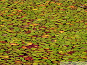 Brasenia schreberi, Brasénie de Schreber, Watershield, Killarney Lake