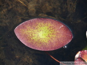 Brasenia schreberi, Brasénie de Schreber, Watershield, Killarney Lake