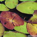 Brasenia schreberi, Brasénie de Schreber, Watershield, Killarney Lake