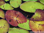 Brasenia schreberi, Brasénie de Schreber, Watershield, Killarney Lake