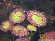 Brasenia schreberi, Brasénie de Schreber, Watershield, Killarney Lake