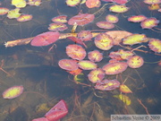 Brasenia schreberi, Brasénie de Schreber, Watershield, Killarney Lake