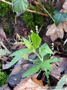 Mercuriale vivace, Mercualis perennis