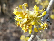 Cornus mas, Cornouiller mâle