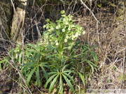 Hellébore fétide, Helleborus foetidus