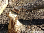 Arbre coupé par des castors