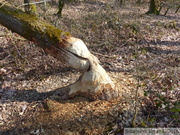 Arbre coupé par des castors