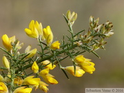 Ajonc d'Europe, Ulex europaeus