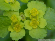 Dorine à feuilles alternes, Chrysosplenium alternifolium