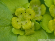 Dorine à feuilles alternes, Chrysosplenium alternifolium