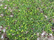 Dorine à feuilles alternes, Chrysosplenium alternifolium