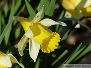 Jonquille sauvage, Narcissus pseudonarcissus