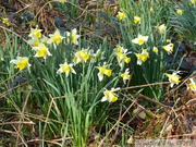 Jonquille sauvage, Narcissus pseudonarcissus