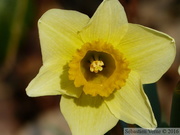 Jonquille sauvage, Narcissus pseudonarcissus