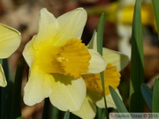 Jonquille sauvage, Narcissus pseudonarcissus