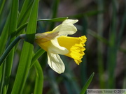 Jonquille sauvage, Narcissus pseudonarcissus