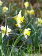 Jonquille sauvage, Narcissus pseudonarcissus