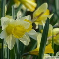 Jonquille sauvage, Narcissus pseudonarcissus