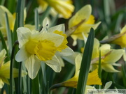 Jonquille sauvage, Narcissus pseudonarcissus