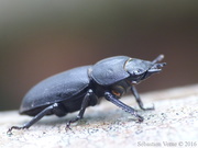 Dorcus parallelipipedus