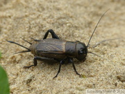 Gryllus campestris, grillon des champs, femelle