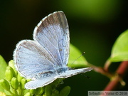 Celastrina argiolus, Argus à bandes brunes ou Azuré du nerprun, femelle de 1ère génération